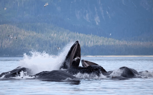 The Best Whale Watching Tour Packages In Juneau